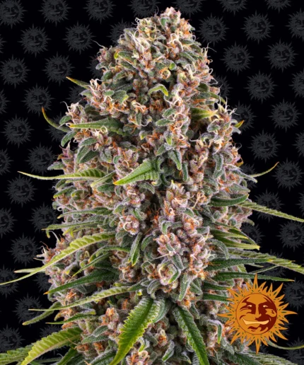 BARNEY'S FARM - BLUE CHEESE FEM