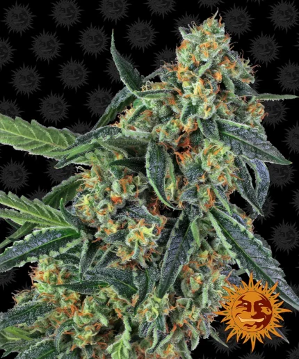 BARNEY'S FARM - COOKIES KUSH FEM