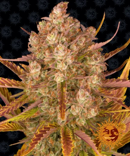 BARNEY'S FARM - DOS SI DOS AUTO FEM