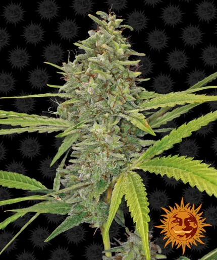 BARNEY'S FARM - G13 HAZE FEM