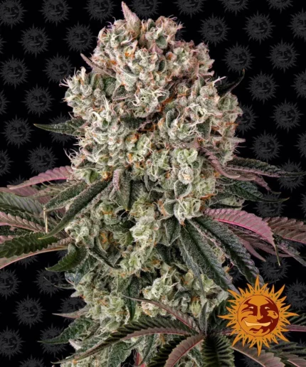BARNEY'S FARM - GLOOKIES FEM
