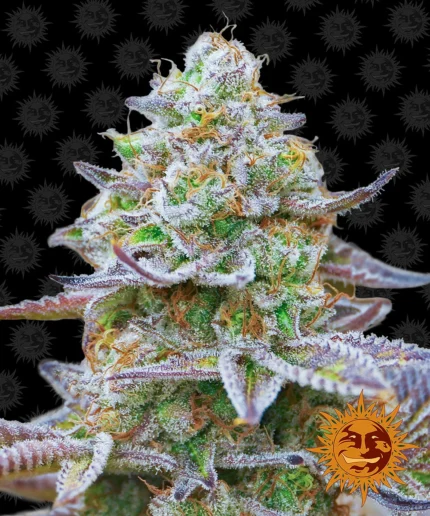 BARNEY'S FARM - GORILLA ZKITTLEZ FEM