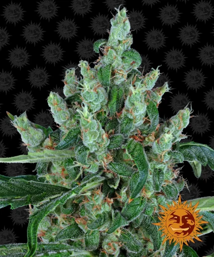 BARNEY'S FARM - LAUGHING BUDDHA FEM