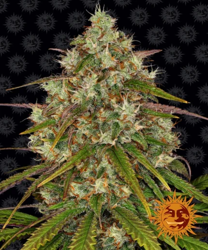 BARNEY'S FARM - LIBERTY HAZE FEM