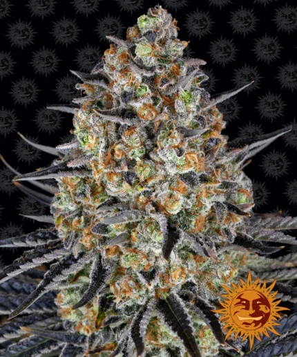 BARNEY'S FARM - LSD FEM