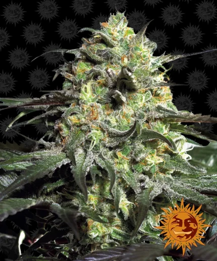 BARNEY'S FARM - PEYOTE COOKIES FEM