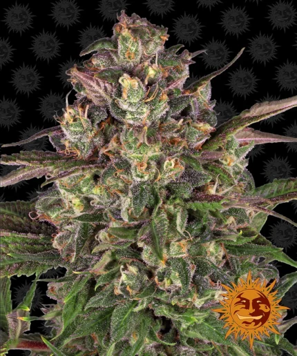 BARNEY'S FARM - PEYOTE CRITICAL FEM