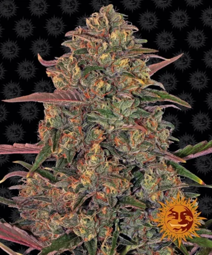 BARNEY'S FARM - PINEAPPLE CHUNK FEM