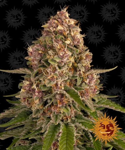 BARNEY'S FARM - PINK KUSH FEM