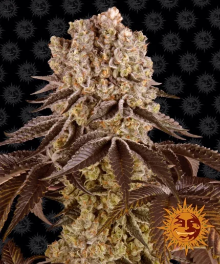 BARNEY'S FARM - PURPLE PUNCH FEM