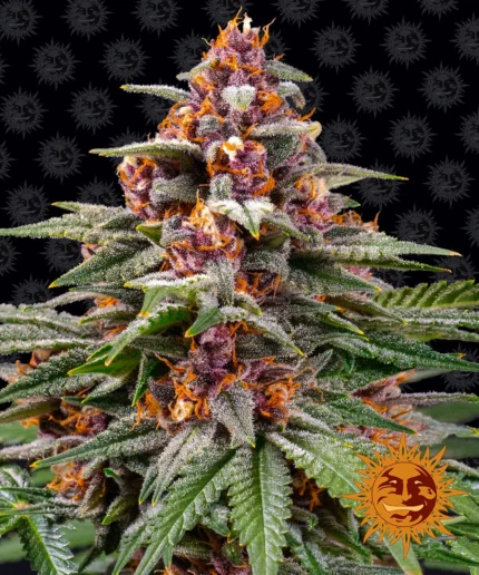 BARNEY'S FARM - RUNTZ AUTO FEM