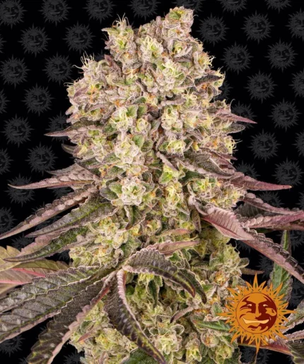 BARNEY'S FARM - RUNTZ MUFFIN FEM