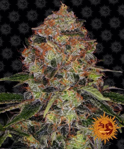 BARNEY'S FARM - SHISKABERRY FEM