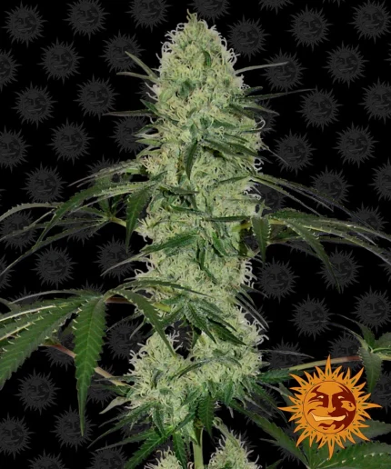 BARNEY'S FARM - TANGERINE DREAM AUTO FEM