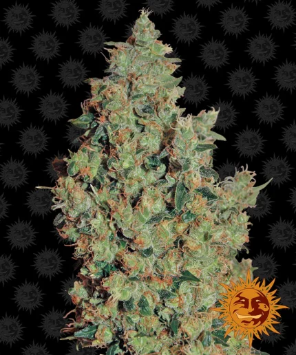 BARNEY'S FARM - TANGERINE DREAM FEM