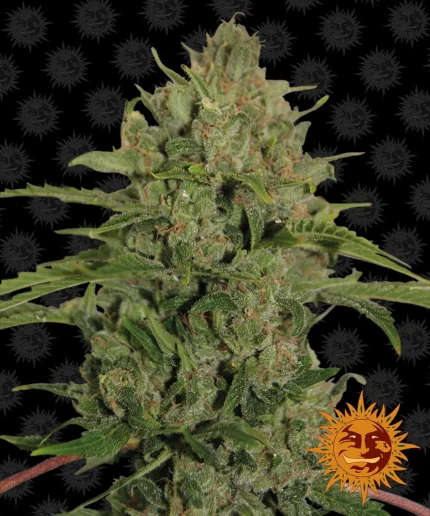 BARNEY'S FARM - TRIPLE CHEESE FEM