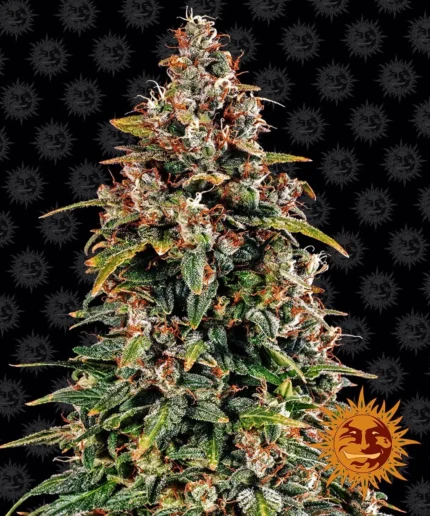 BARNEY'S FARM - WATERMELON ZKITTLEZ AUTO