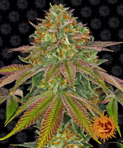 BARNEY'S FARM - WEDDING CAKE FEM