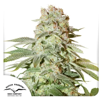 DUTCH PASSION - AUTO POWER PLANT FEM