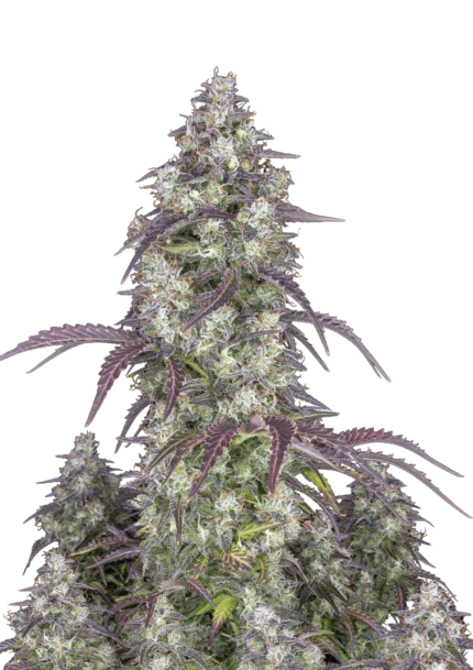 FAST BUDS - LEMON PIE AUTO