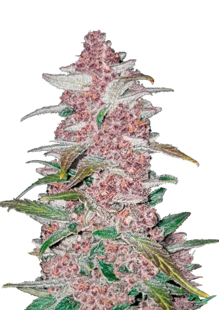 FAST BUDS - BLACKBERRY AUTO