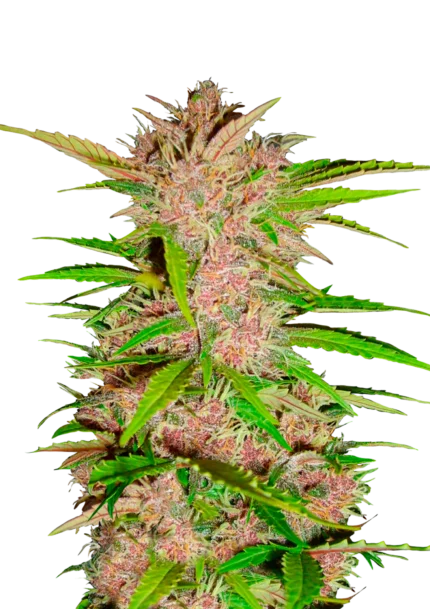 FAST BUDS - FASTBERRY AUTO