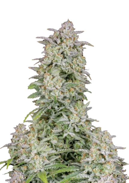FAST BUDS - FORBIDDEN RUNTZ AUTO