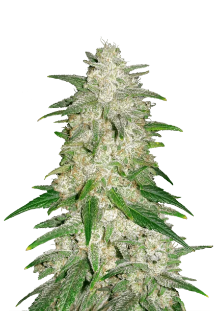 FAST BUDS - GELATO AUTO