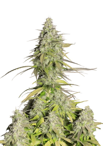 FAST BUDS - GIRL SCOUT COOKIES AUTO