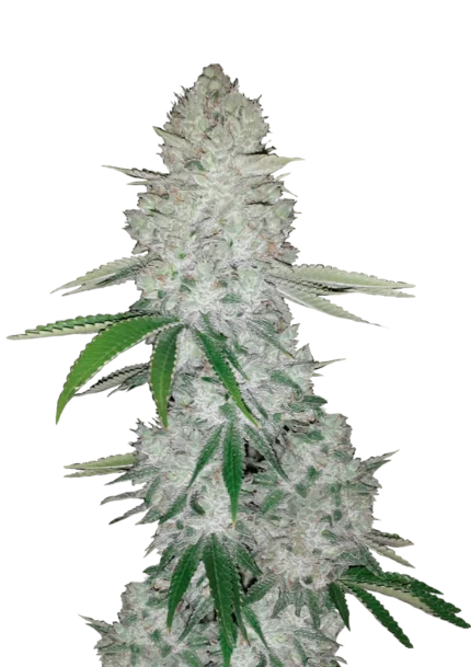FAST BUDS - GORILLA GLUE AUTO