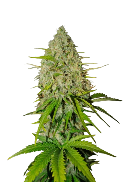 FAST BUDS - GRAPEFRUIT AUTO