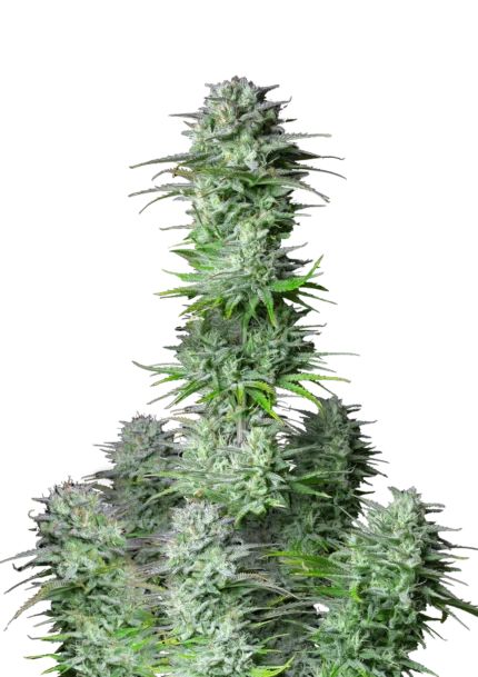 FAST BUDS - KOSHER CAKE AUTO