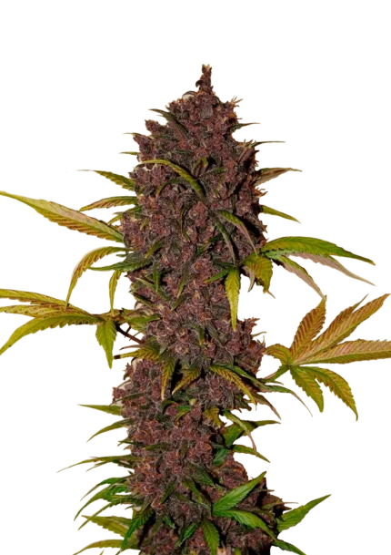 FAST BUDS - LSD-25 AUTO