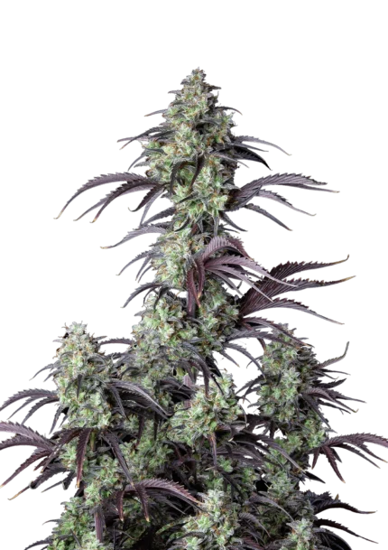 FAST BUDS - MIMOSA CAKE AUTO