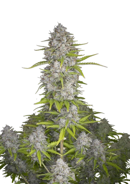 FAST BUDS - ORANGE SHERBET AUTO
