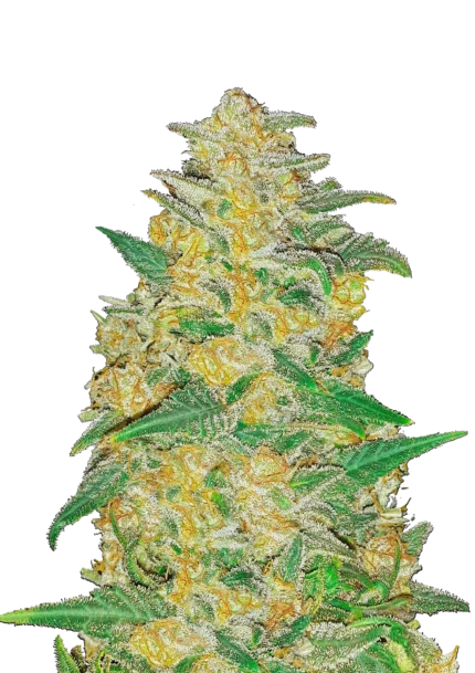 FAST BUDS - ORIGINAL AK AUTO