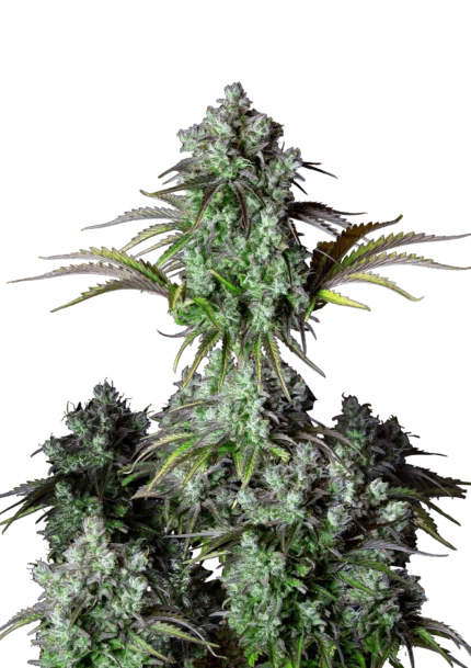 FAST BUDS - ORIGINAL BIG BUD  AUTO FEM