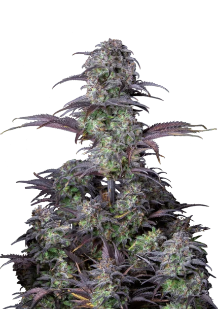 FAST BUDS - ORIGINAL BLUEBERRY AUTO FEM