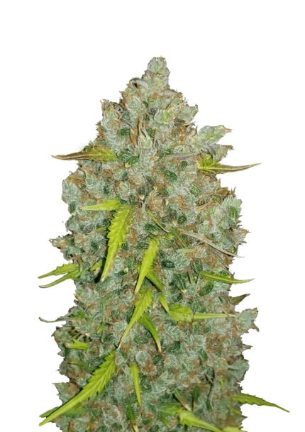 FAST BUDS - ORIGINAL BUBBLEGUM AUTO