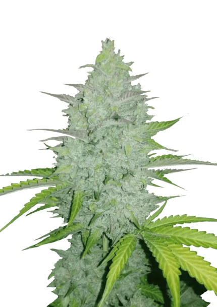 FAST BUDS - ORIGINAL CHEESE AUTO