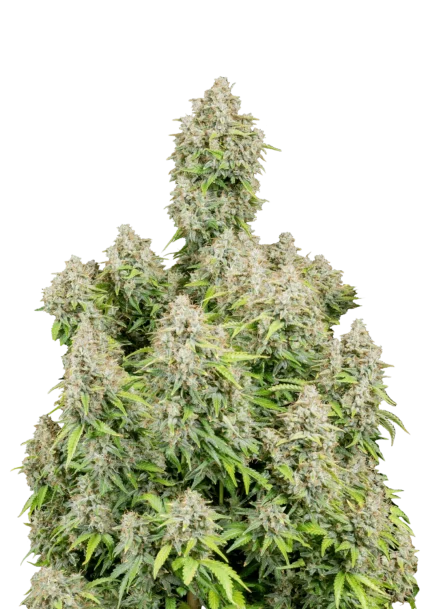 FAST BUDS - ORIGINAL CINDERELLA  AUTO FEM