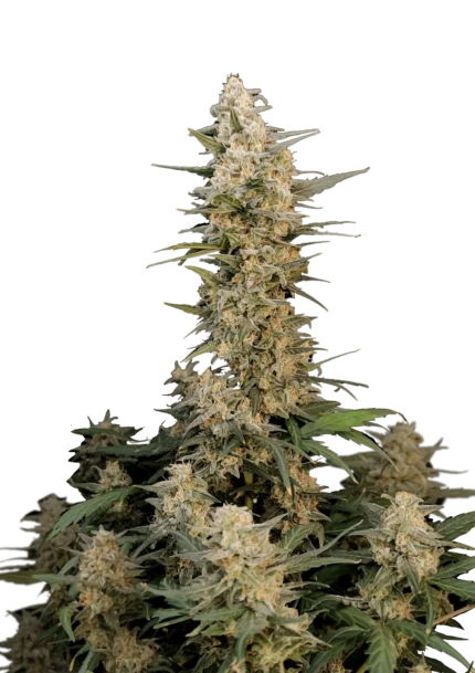 FAST BUDS - ORIGINAL CRITICAL AUTO