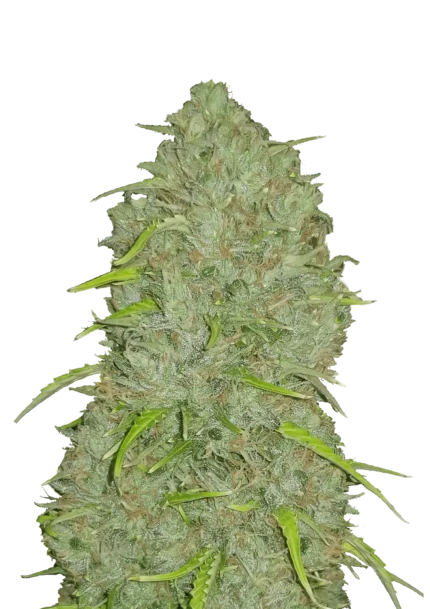 FAST BUDS - ORIGINAL JACK HERER AUTO