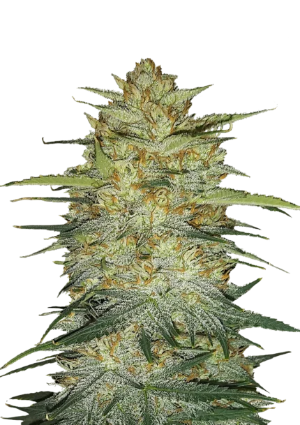 FAST BUDS - ORIGINAL OG KUSH AUTO