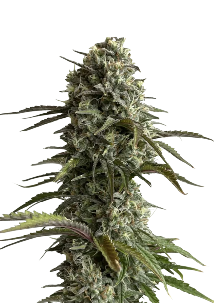 FAST BUDS - ORIGINAL SKUNK AUTO