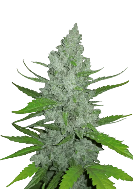 FAST BUDS - ORIGINAL SOUR DIESEL AUTO