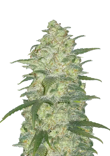 FAST BUDS - ORIGINAL WHITE WIDOW AUTO
