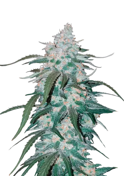 FAST BUDS - PINEAPPLE EXPRESS AUTO