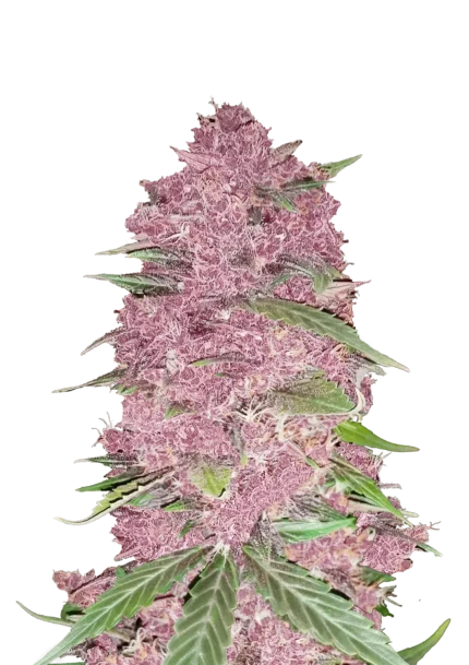 FAST BUDS - PURPLE LEMONADE AUTO