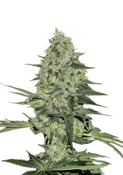 FAST BUDS - RHINO RYDER AUTO